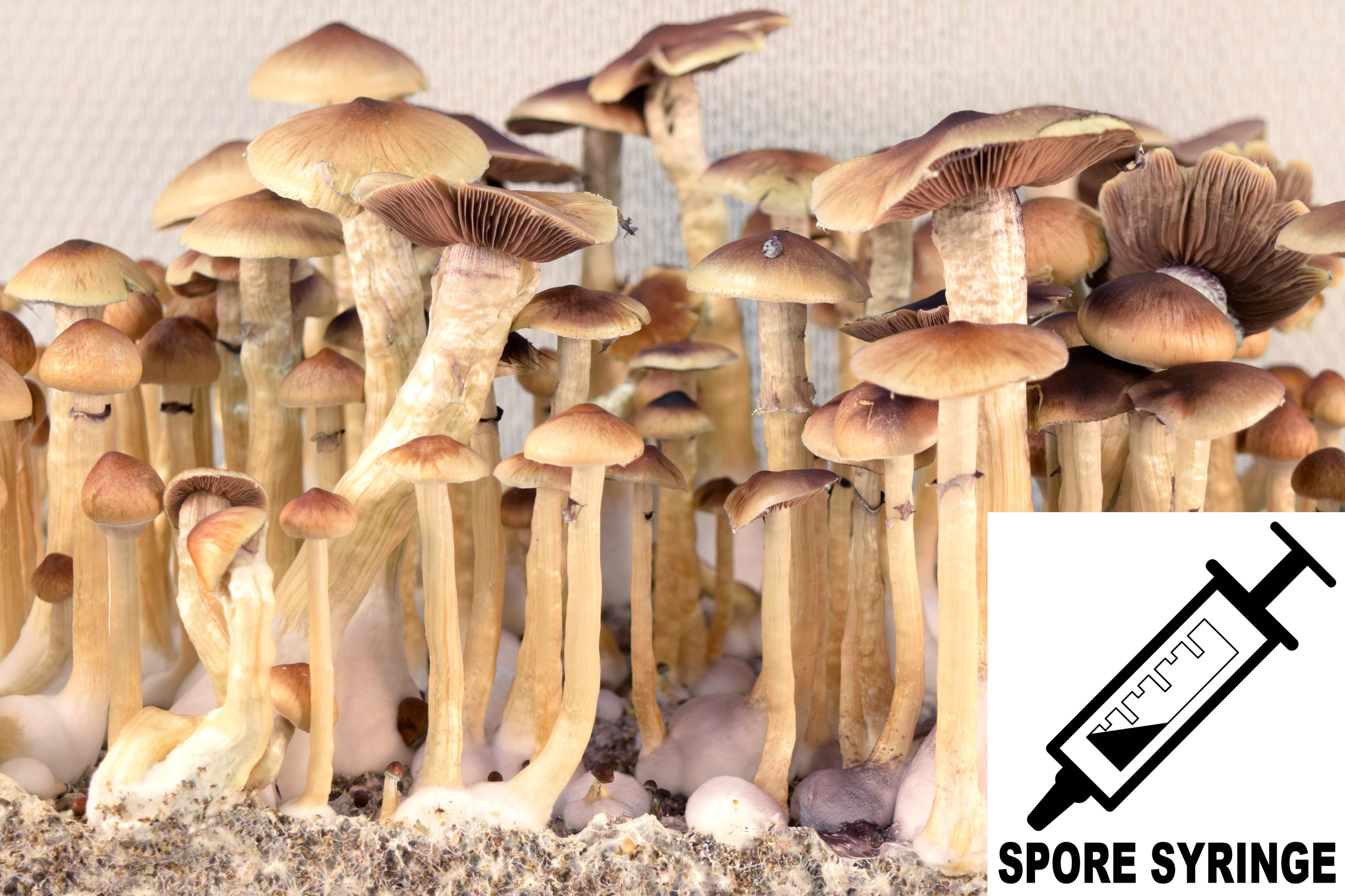 Psilocybe cubensis : McKennaii Spore Syringe